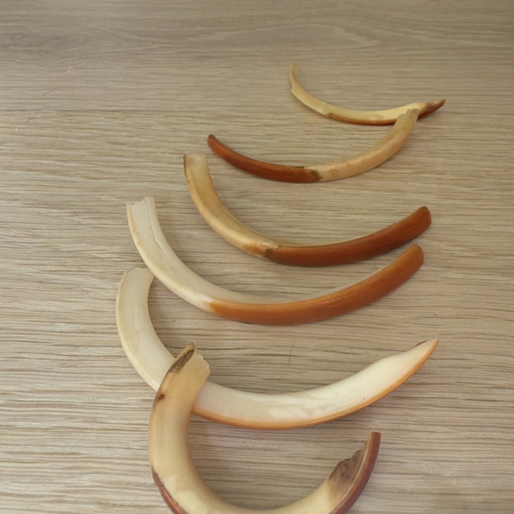 Beaver teeth