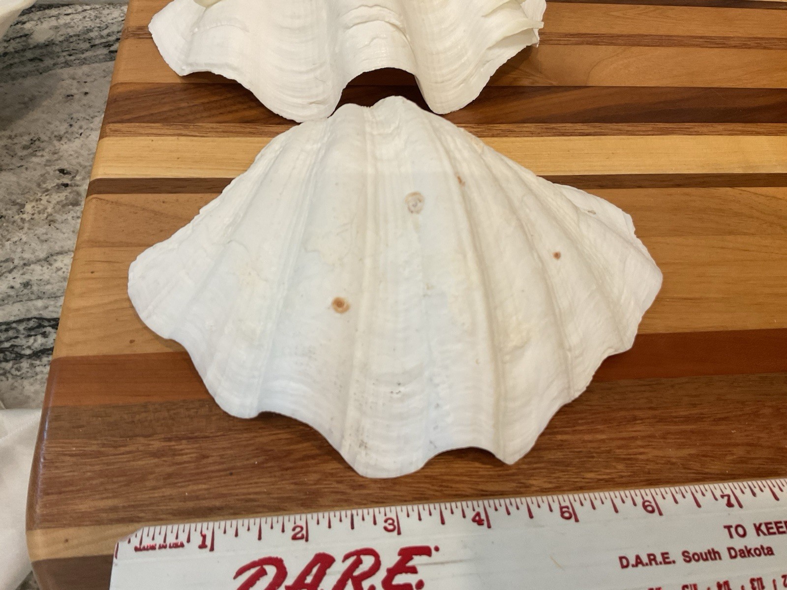 Large Natural Clam Shell Lot Of 3