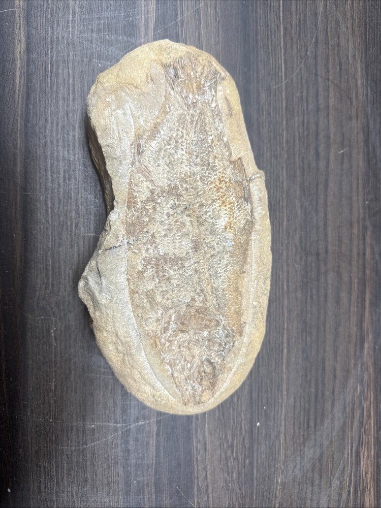 Unique Flounder Type Flat Fish Fossil Specimen