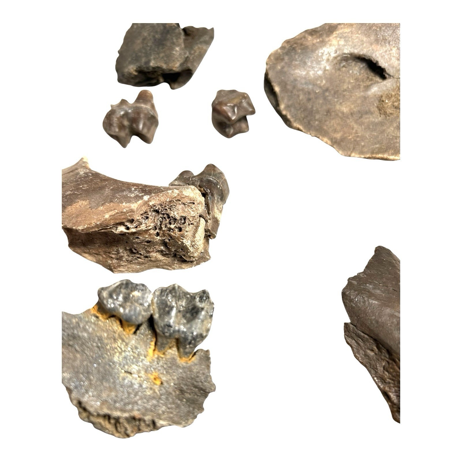 Prehistoric Pleistocene Age Fossilized Tapir Teeth and Mandible Jaw Pieces