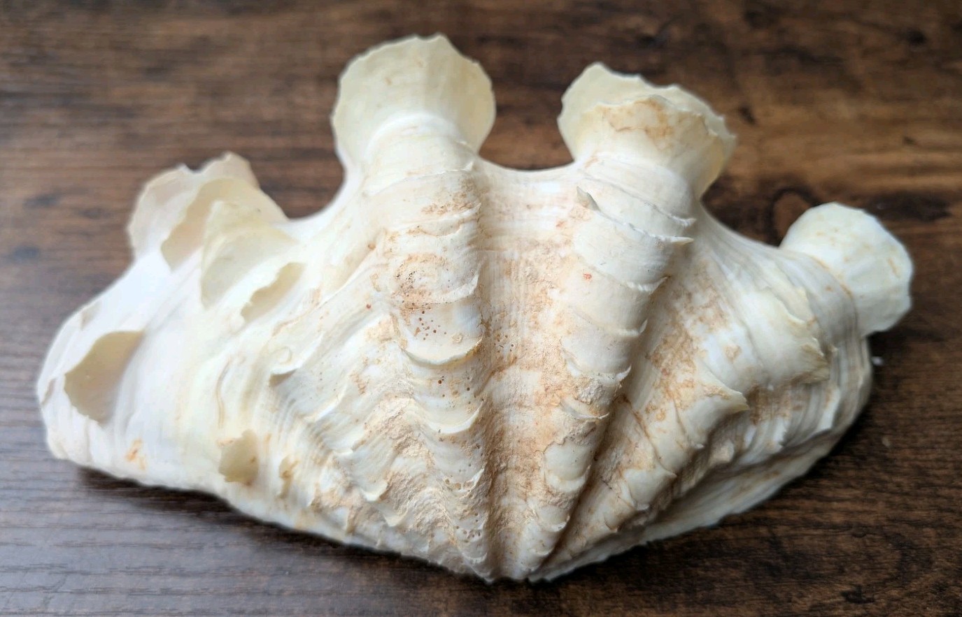 Large Vintage TRIDACNA SQUAMOSA Fluted Giant Clam Shell HALF 9 x 5 1/2"