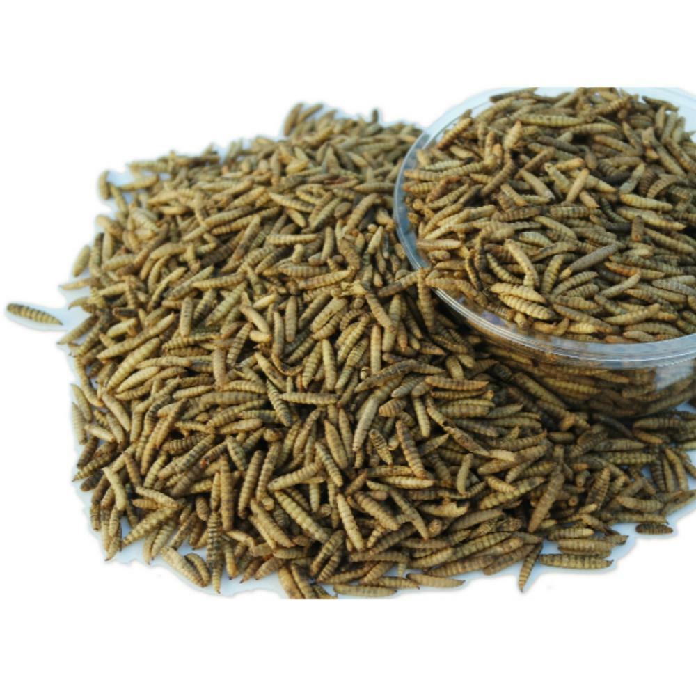 Dried Black Soldier Fly Larvae (5 oz)