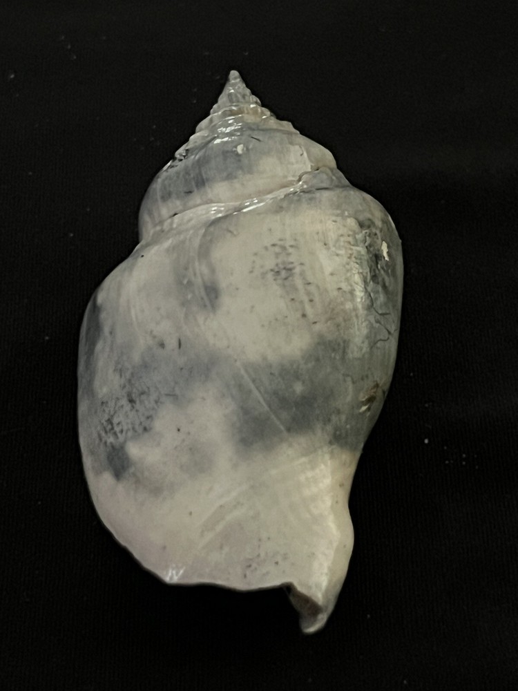 RARE Fossilized FIGHTING CONCH Shell From Central Florida.
