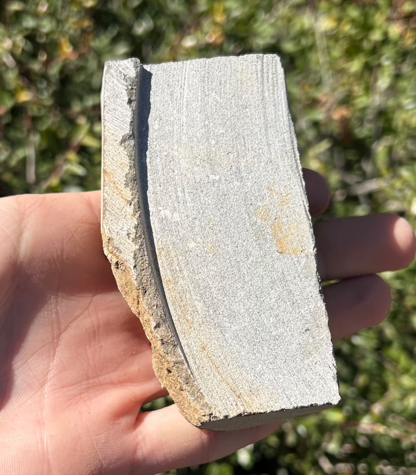 Alabama Fossil Crinoid in Matrix Aphelecrinus bayensis Bangor Limestone Fm