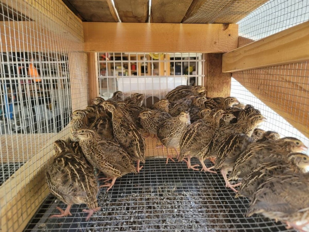 12 Fertile Coturnix Quail Hatching Eggs