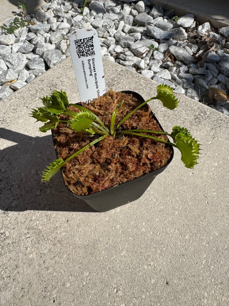 Venus Flytrap (Dionaea Muscipula) 'Chinese Dumpling' in a 3.5" pot