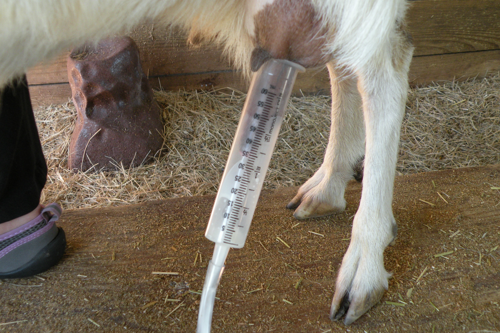 Goat Sheep Cow Hand Vacuum Milk Machine 1 Quart Bottle 2 teat Dansha Farms tm