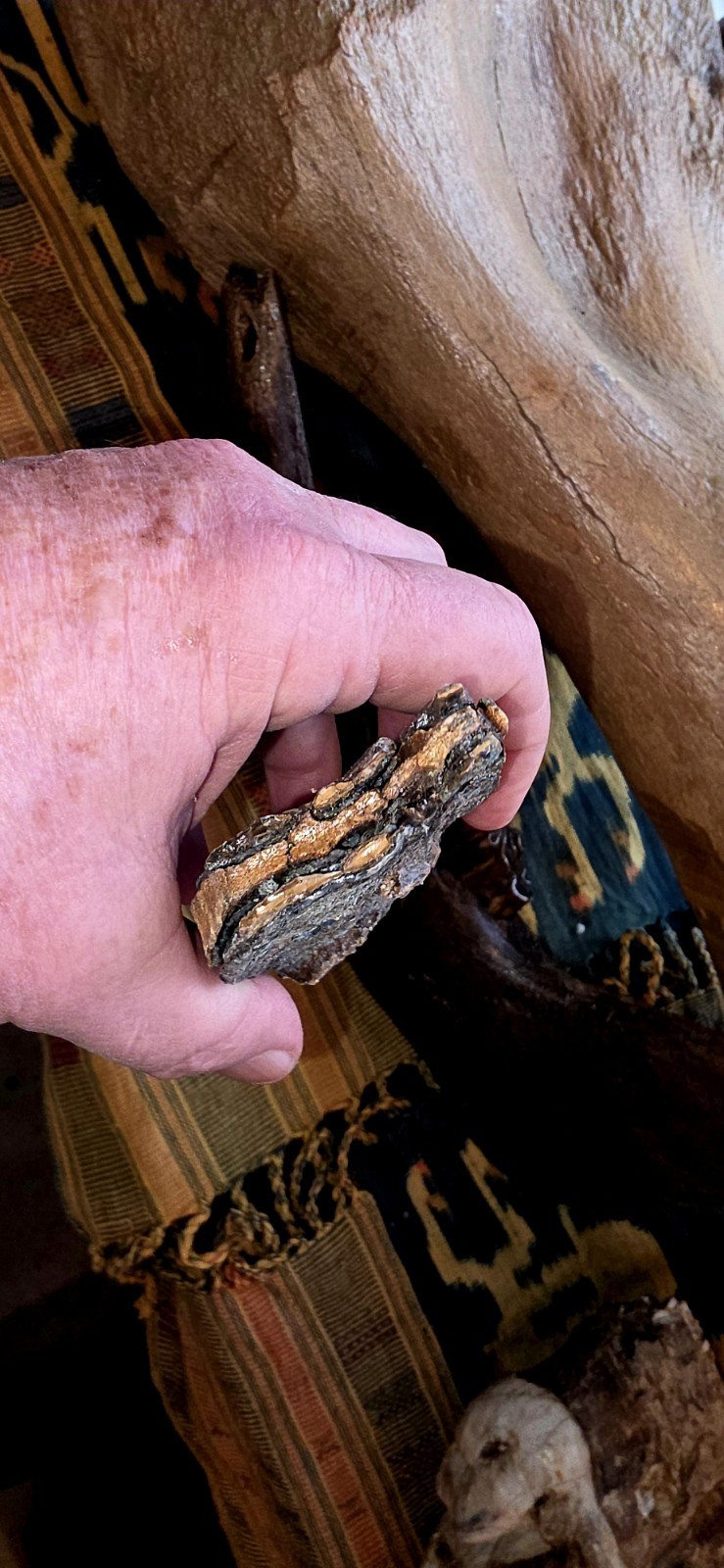 Ice Age mammal tooth & Prehistoric Bison Jaw Iowa