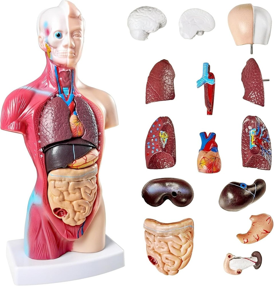 Interactive 10.5-Inch Human Anatomy Torso Model - Perfect for Learning