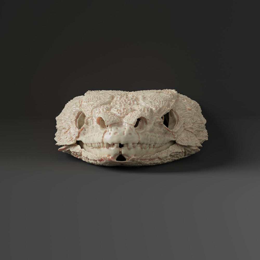 Armadillo lizard skull Replica (Museum Quality)