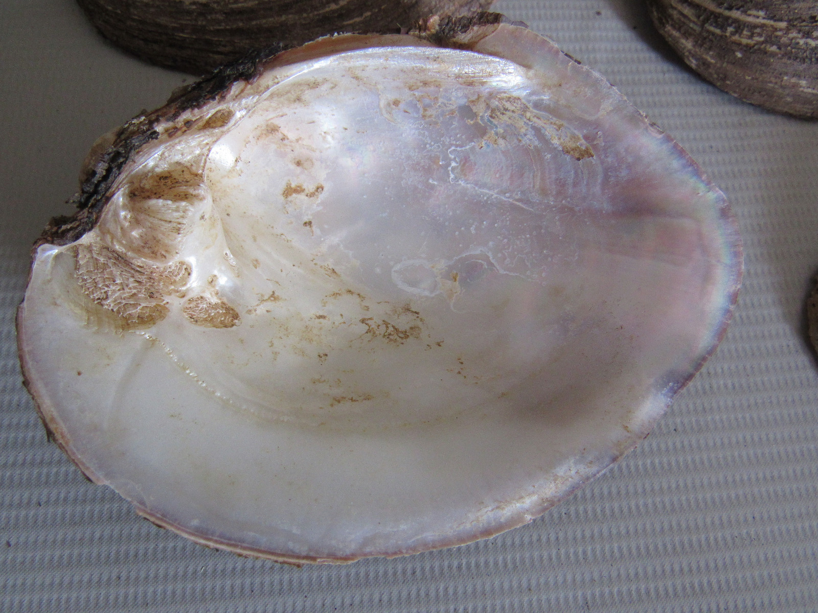 Set of 40 Fifty Year Stock Mother of Pearl Unpolished Freshwater Mussel Shells