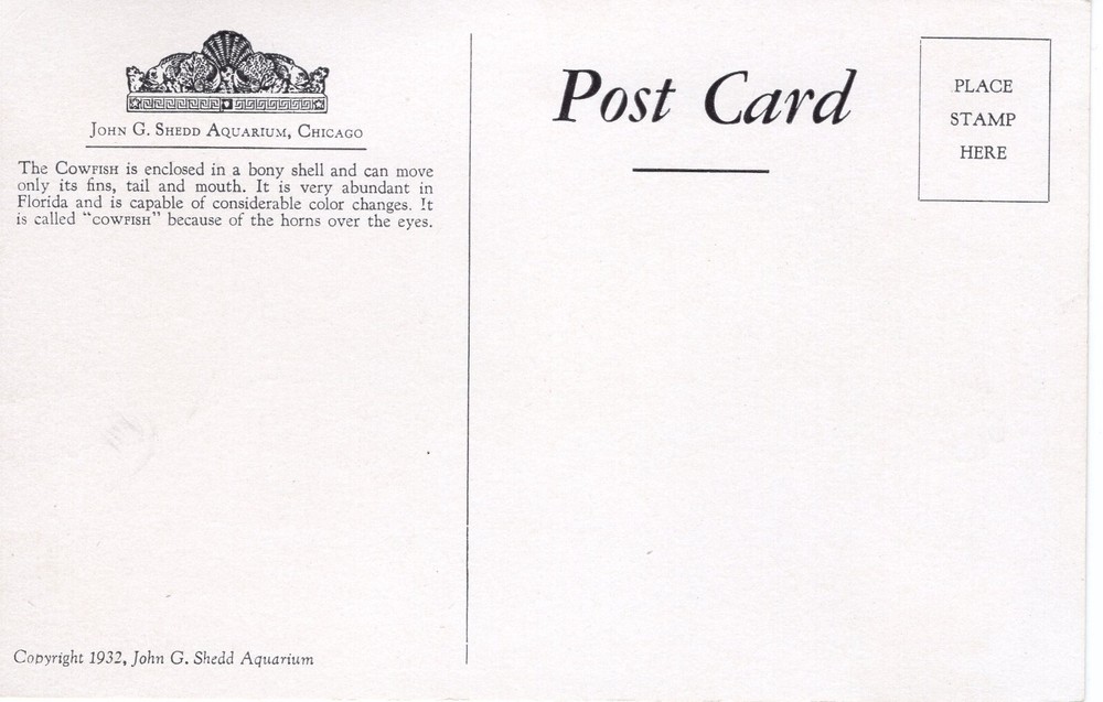 COWFISH, SHEDD AQUARIUM, CHICAGO, IL - PC5171