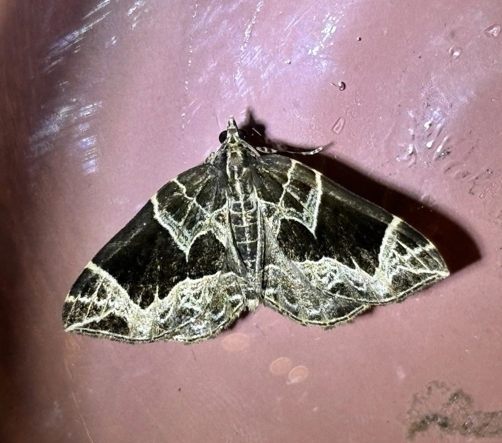 👒 Small Phoenix Moth Specimen~ Entomology