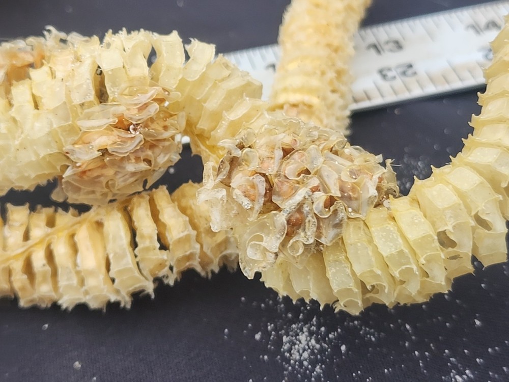Natural Lightning Whelk Egg Casing Sac Protoconch Shell SeashellFlorida Specemin