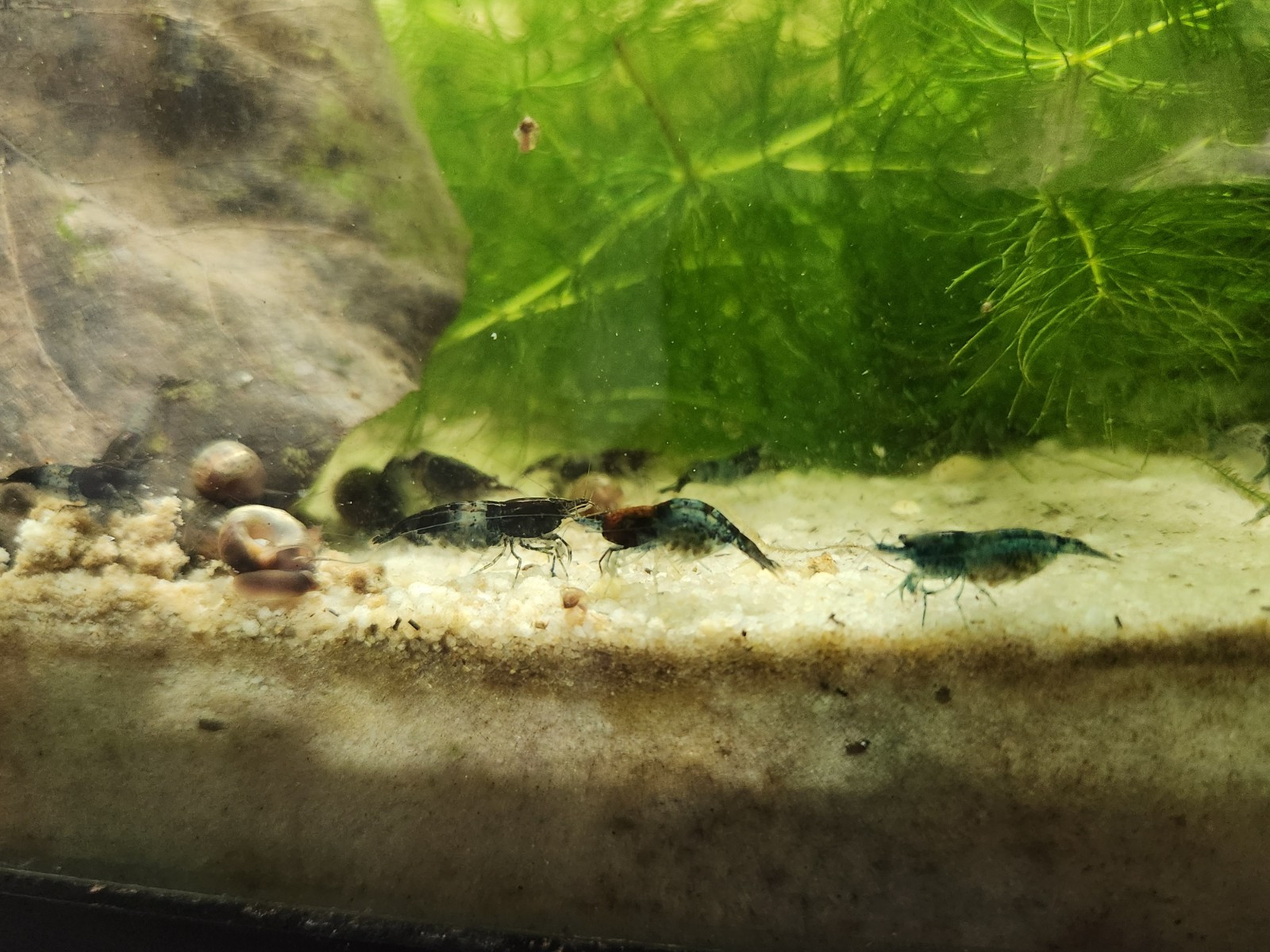 Small Freshwater Cleanup Crew – 2 Plecos, 20 Shrimp, 20 Snails - Algae Eaters