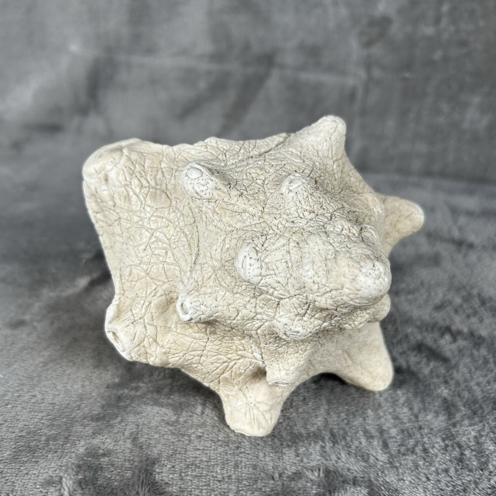 Queen Conch Sea Shell 7" Natural White Eggshell Nautical Decor Beach House