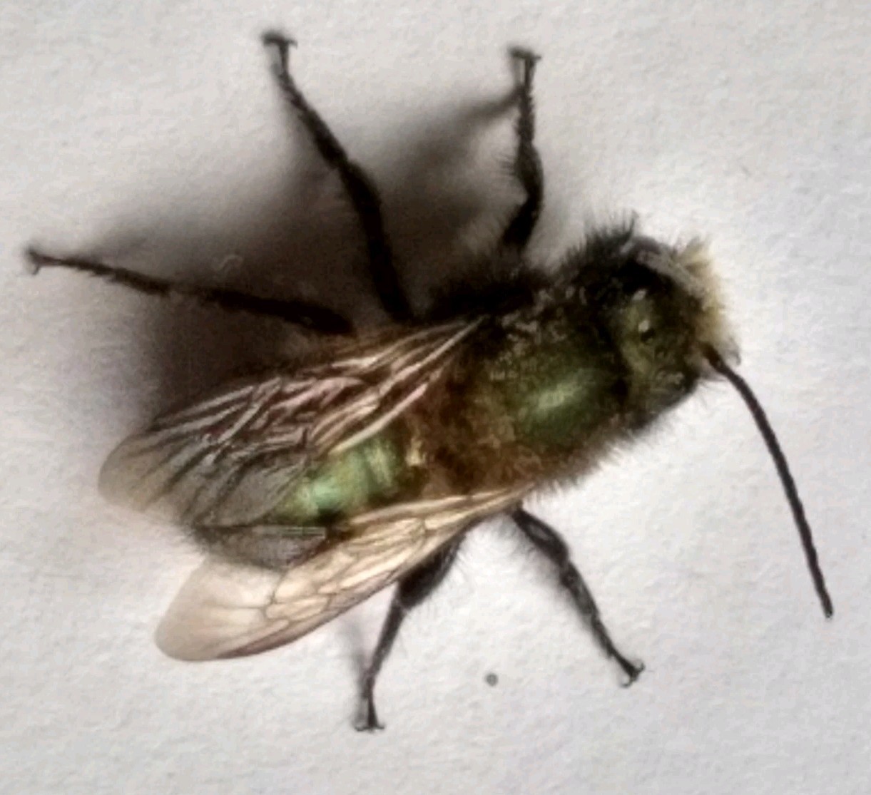 GARDENER GIFT! 5 Tubes LIVE 2025 BLUE ORCHARD MASON BEES COCOONS Spring Emerge