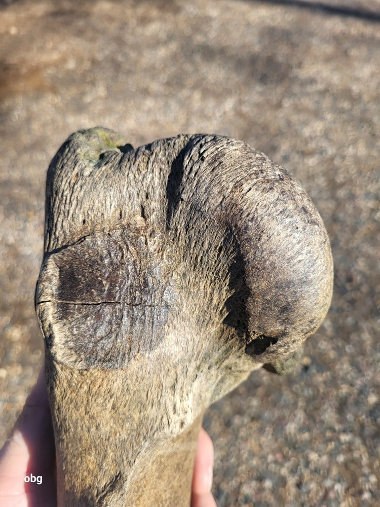 Historic Bison Humerus Bone not a fossil