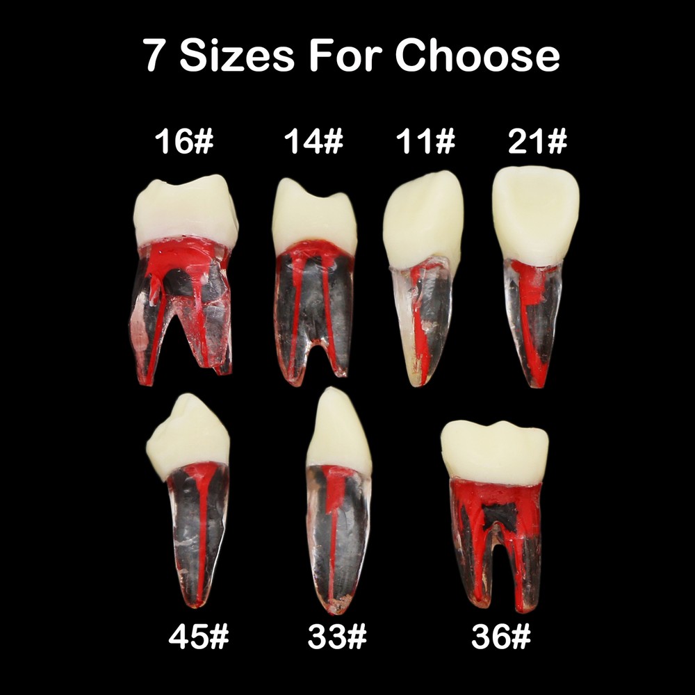 Dental Root Canal RCT Block Pulp Cavity Practice Model for Endo File Study Teeth