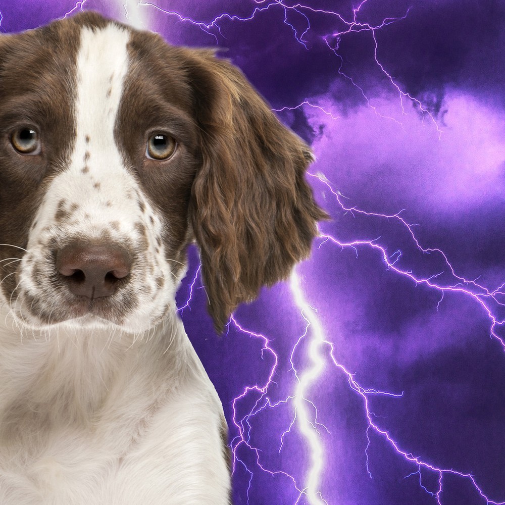 Is Your Springer Spaniel Afraid of Thunder? Fireworks? Try Relax Aromatherapy