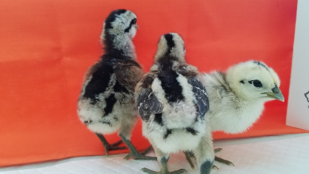 Mosaic (1 2) Fertile Hatching Eggs PLEASE READ DESCRIPTION