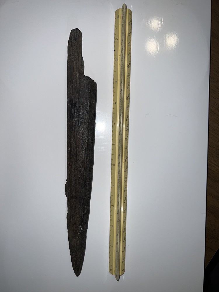 Fossilized swordfish bill