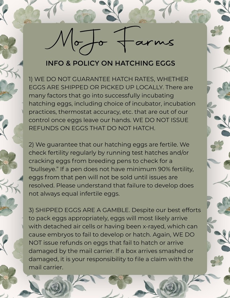 12+ BC1 BC2 Olive Egger Hatching Eggs NPIP Certified