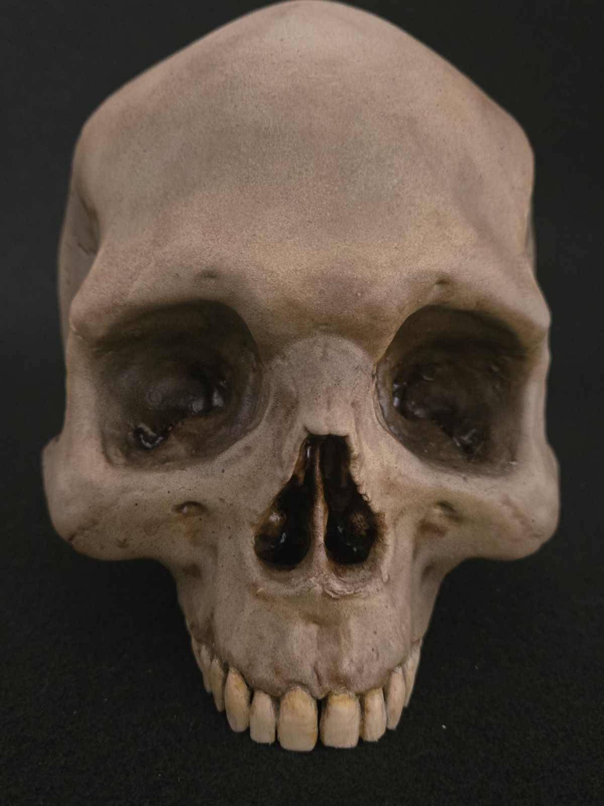 Skull Humanl Life Size Realistic