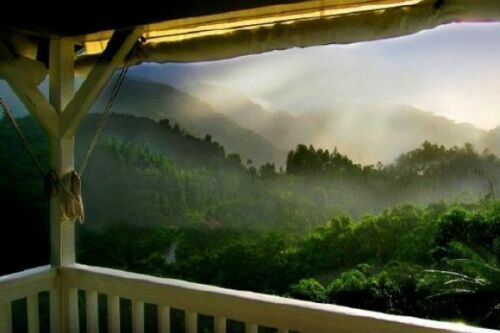 100% JAMAICAN BLUE MOUNTAIN COFFEE BEANS MEDIUM ROASTED 2 TO 12 POUNDS