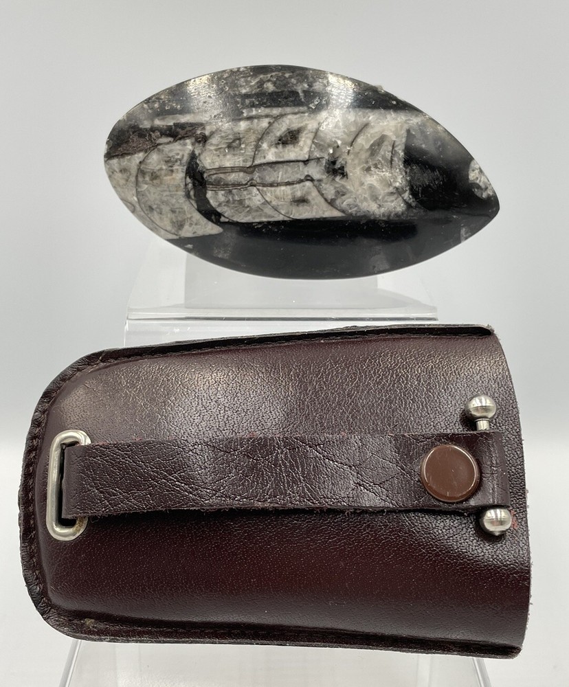 Orthoceras Fossil 4 inch