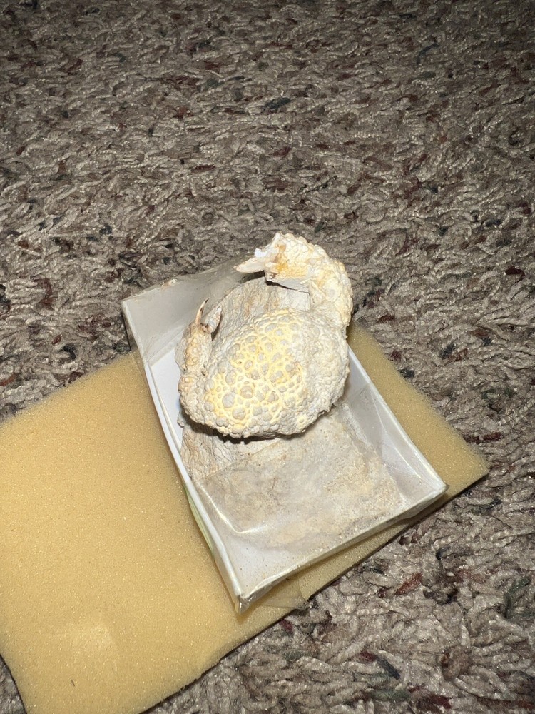 Ancient Fossil Crab