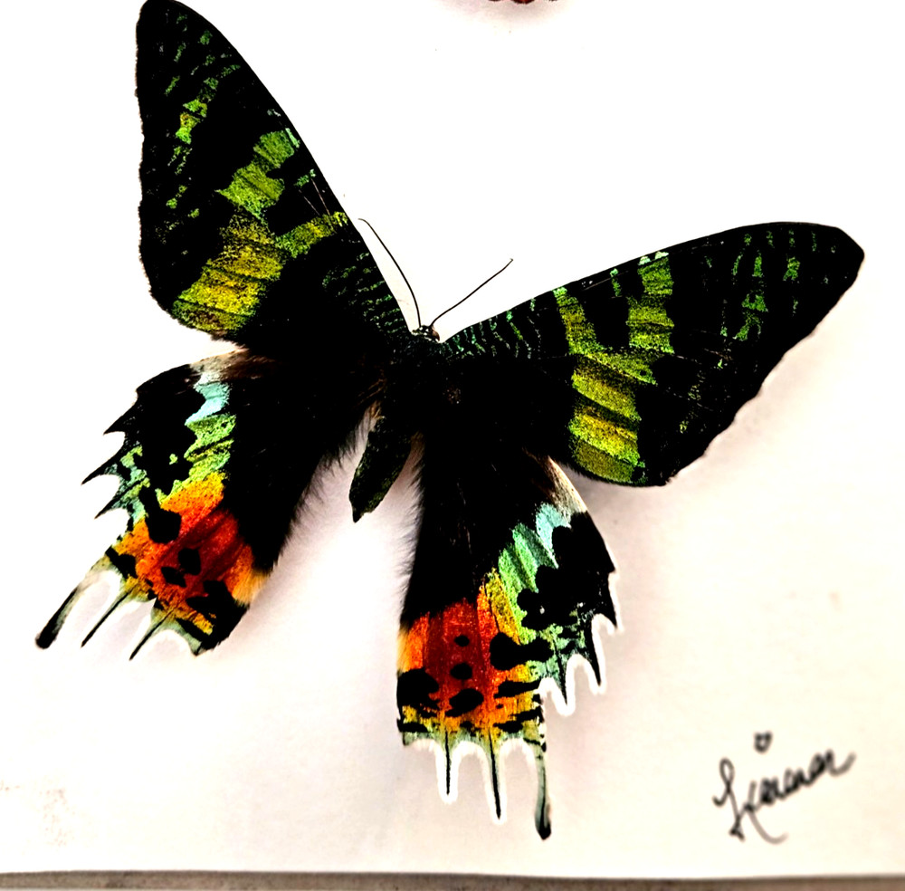 Urania ripheus - Expertly Spread Madagascar Sunset Moth