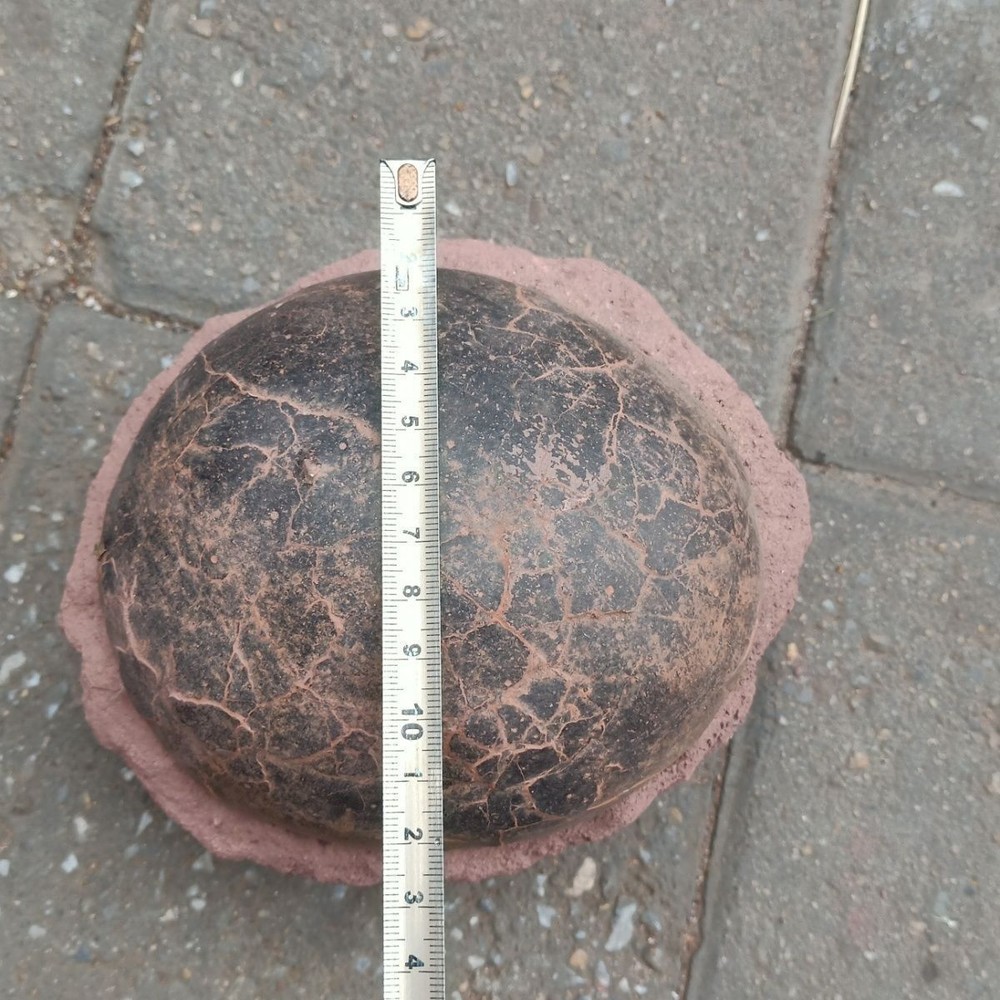 Unique and authentic antique egg fossils