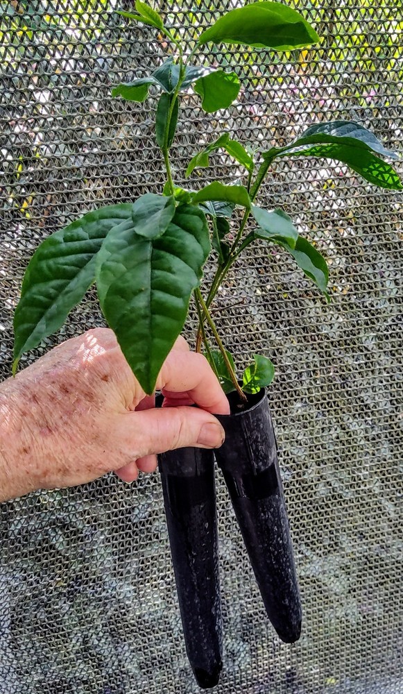 2-Live Trees Ice Cream Bean Tree 2-live Trees*