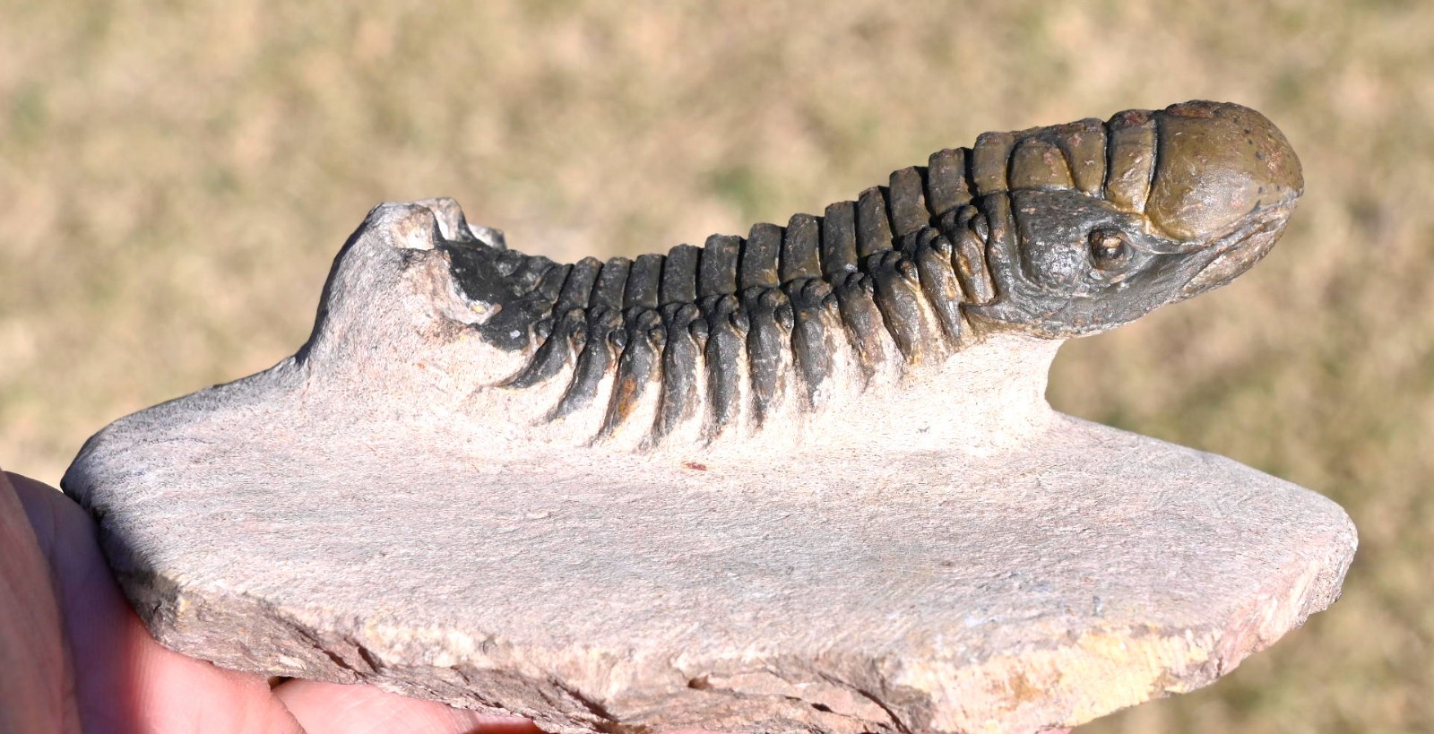 Trilobite Fossil, Crotalocephalus gibbus with a Hypostome, from Morocco #2