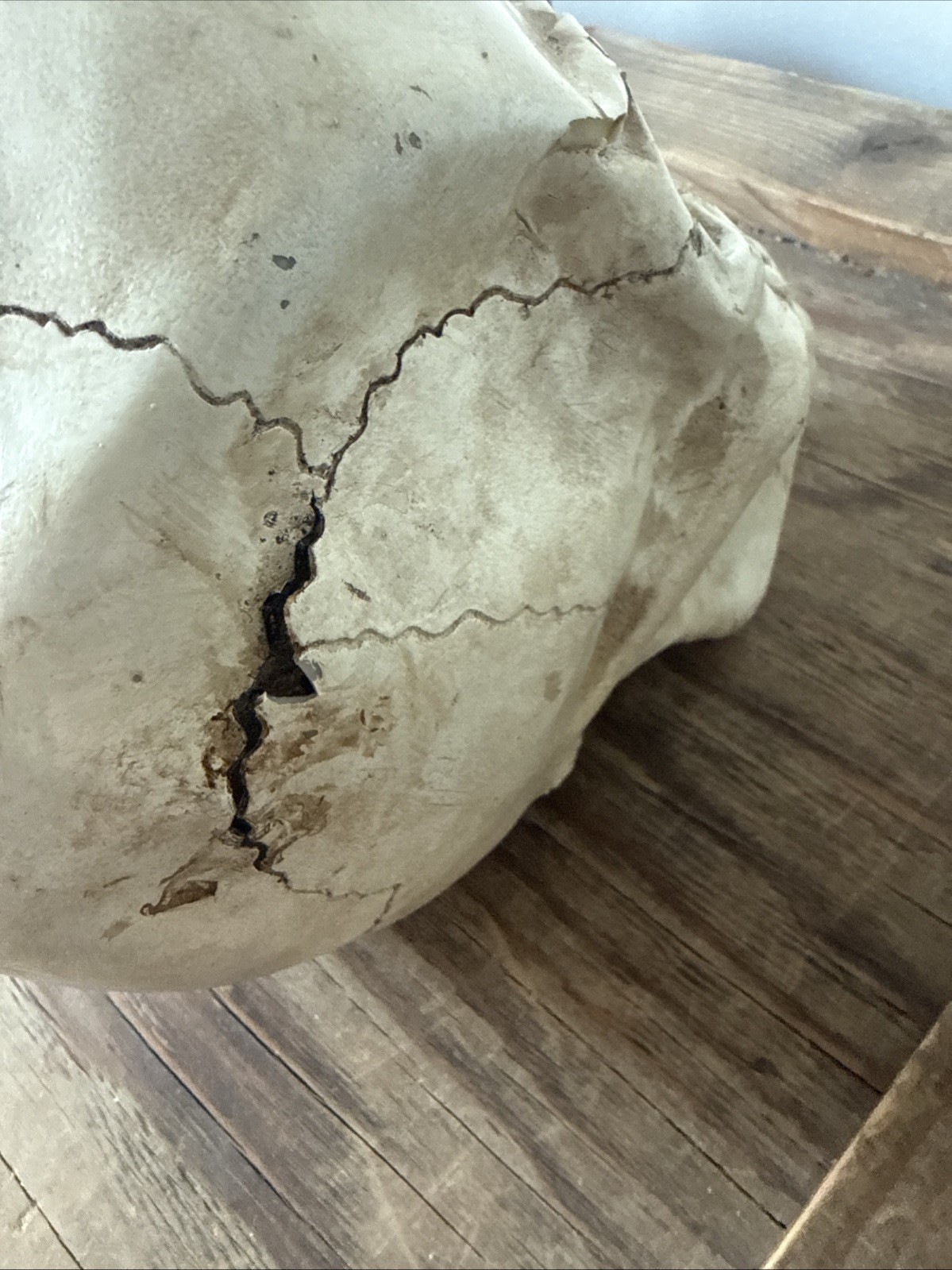 Vintage Fake Life Size Human Skull - skeleton anatomy oddity