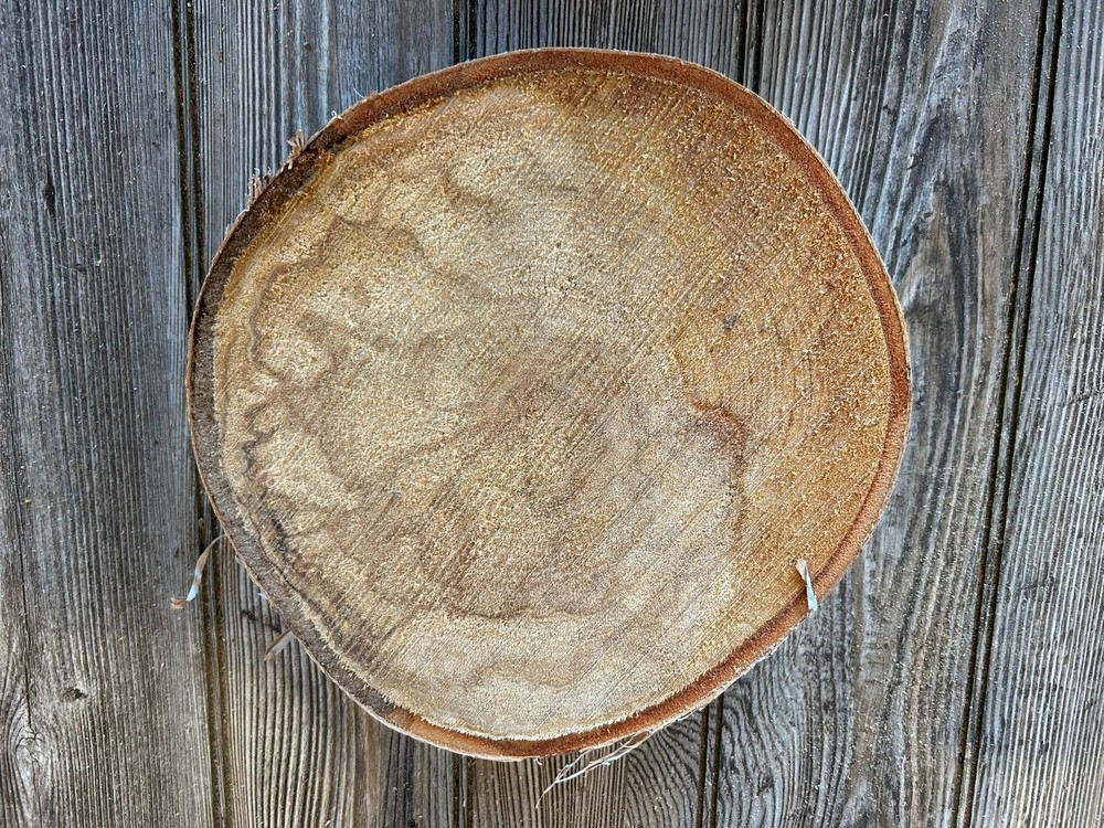 White Birch Slice Approximately 9 Inches Diameter