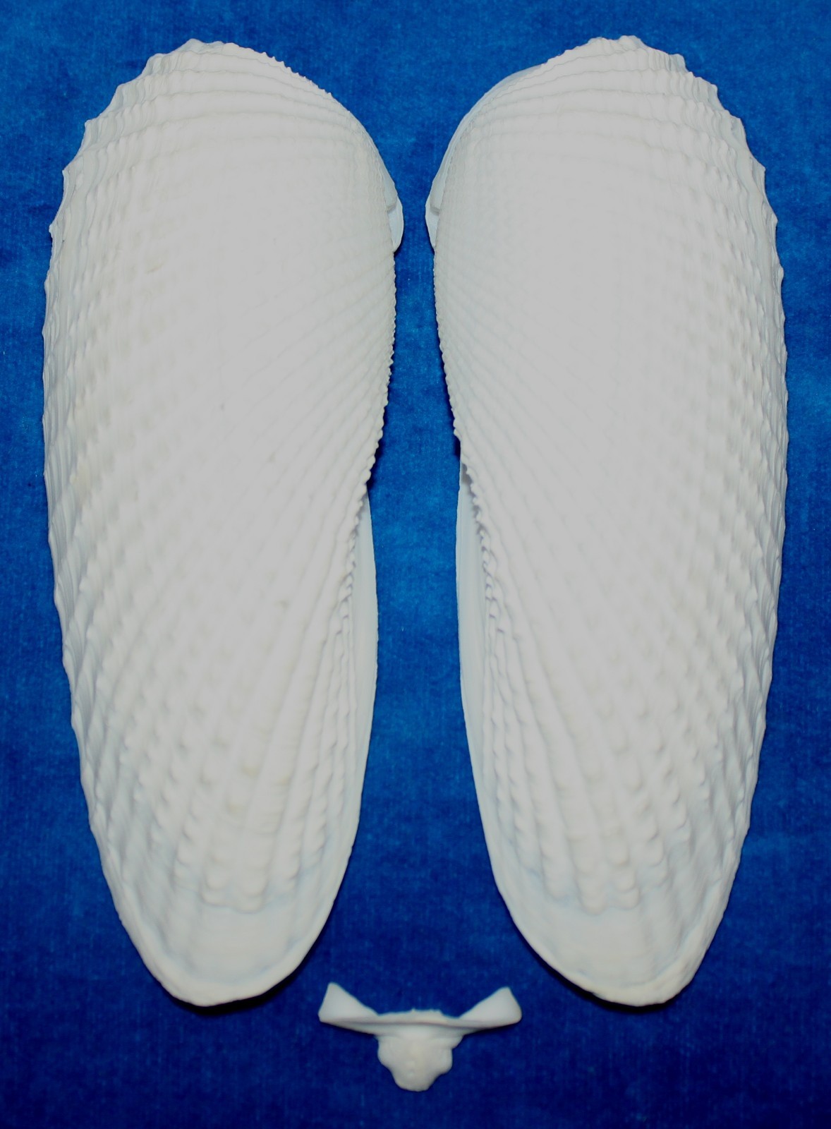 Seashell Angel Wings GIANT cyrtopleura costata Florida 146mm F+ #S-17