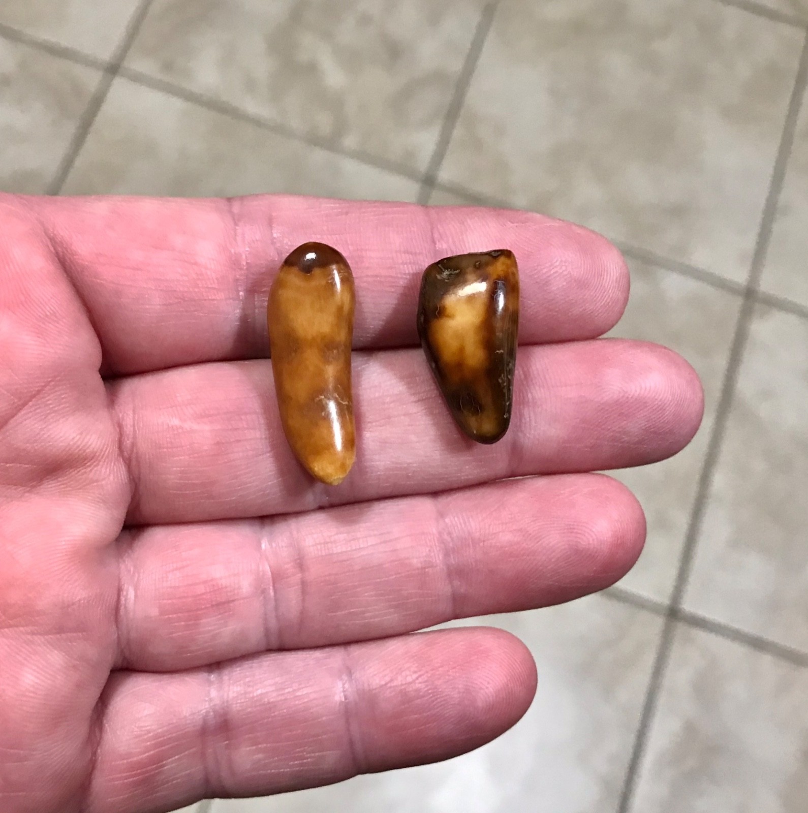 RARE,POLISHED W BEAUTIFUL UNCOMMON COLOR WALR_S TOOF FOSSILS