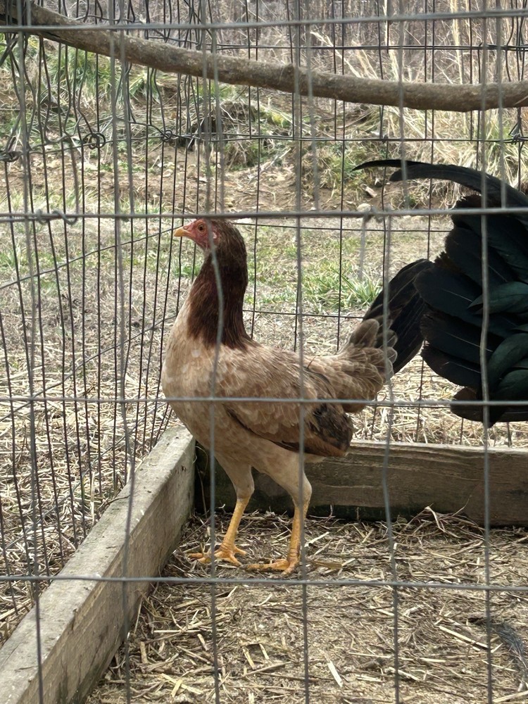 Assorted Hatching Eggs- One Dozen