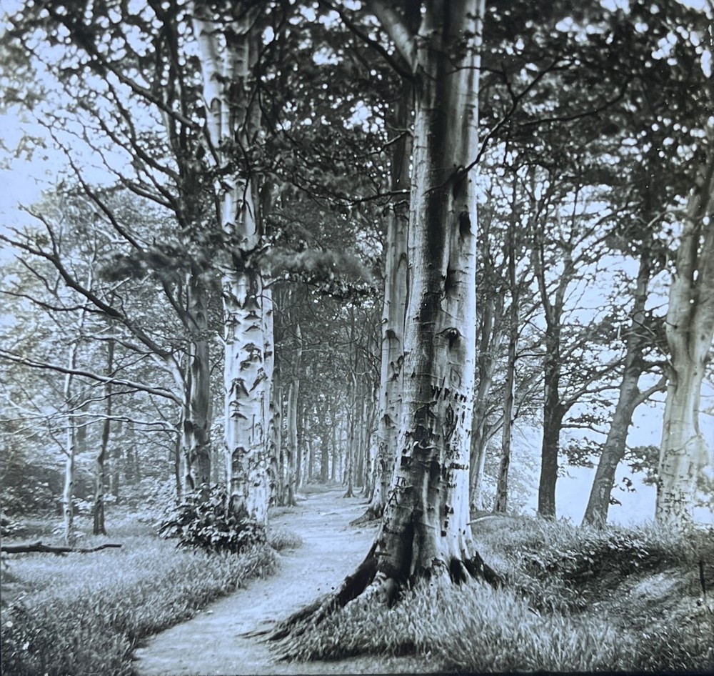 Victorian Woodland Path Magic Lantern Slide (I1)