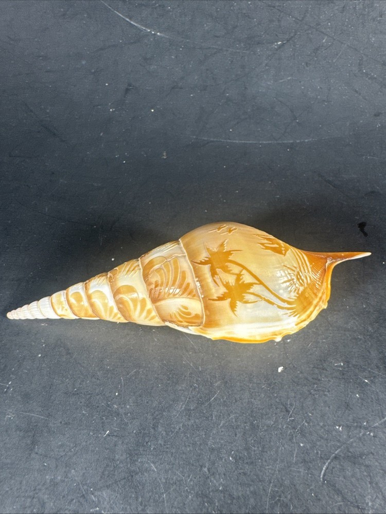 Tibia Shells Cut Polished Etched 2 Pieces Natural Decor Specimen