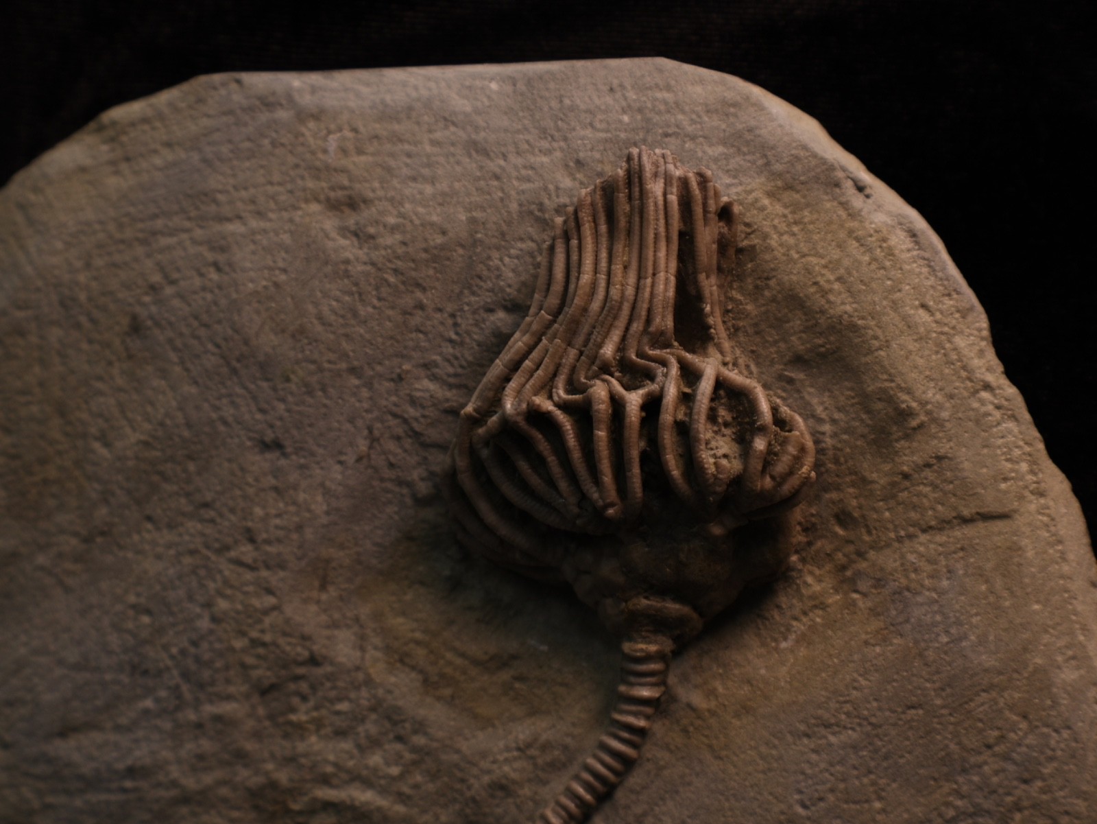 Actinocrinites gibsoni Crinoid Fossil, Crawfordsville, IN