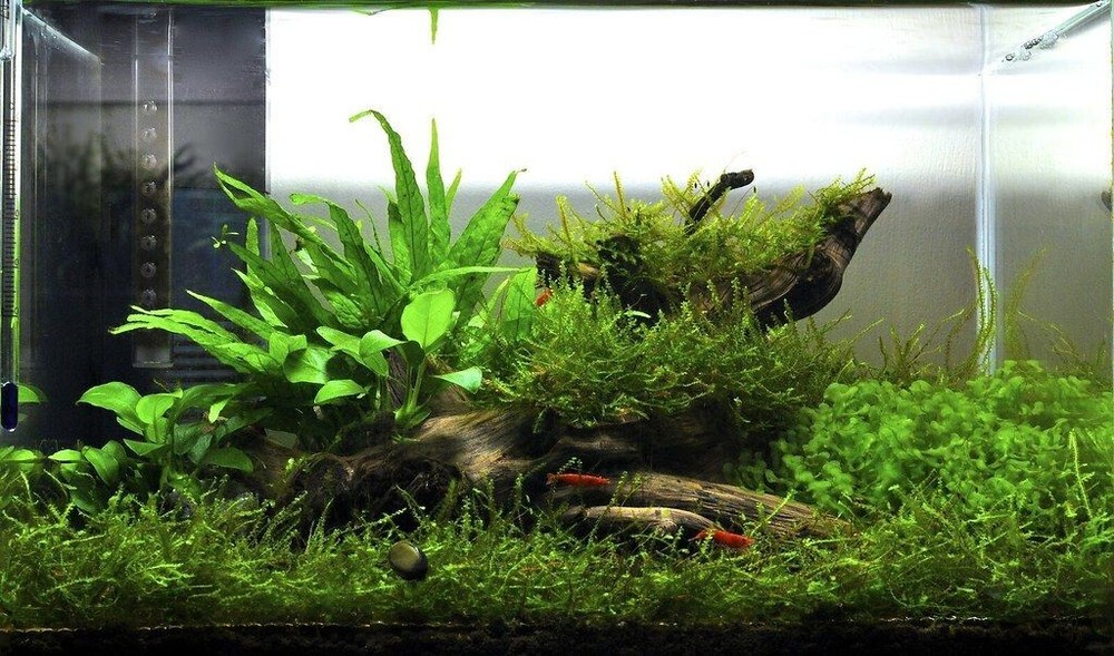 Java Moss / Christmas Moss (20 grams or .70 oz)