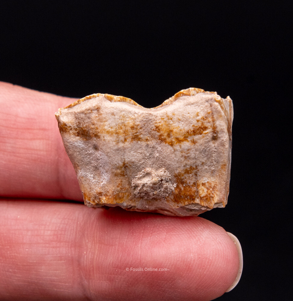 Super Bone Valley Three Toed Horse Tooth       1981