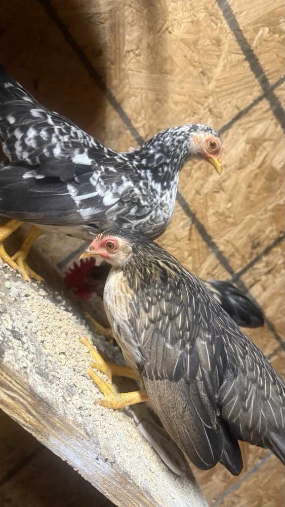 18++Small/Micro A&B SERAMA Hatching Eggs