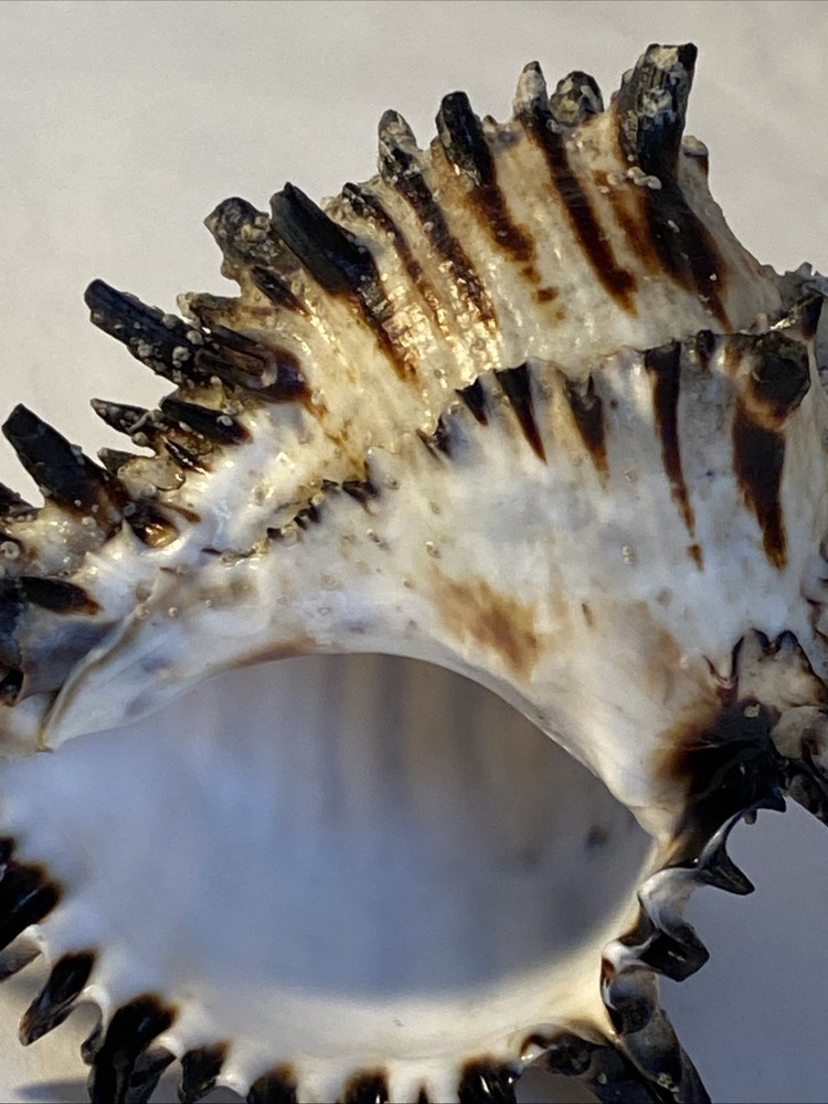Natural Conch Seashell Black Murex Hermit Rare