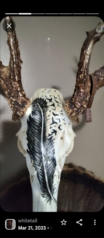 13 Point Ohio Whitetail Deer