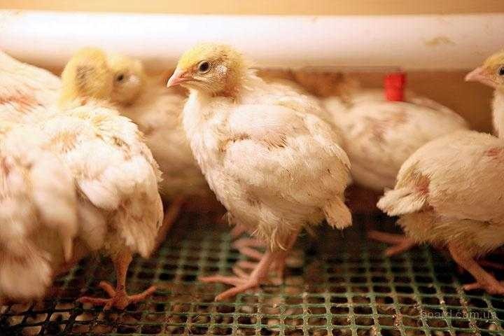 10+ Fertile Hatching Eggs Quail Coturnix Jumbo White Texas A&M Meat & Egg Birds