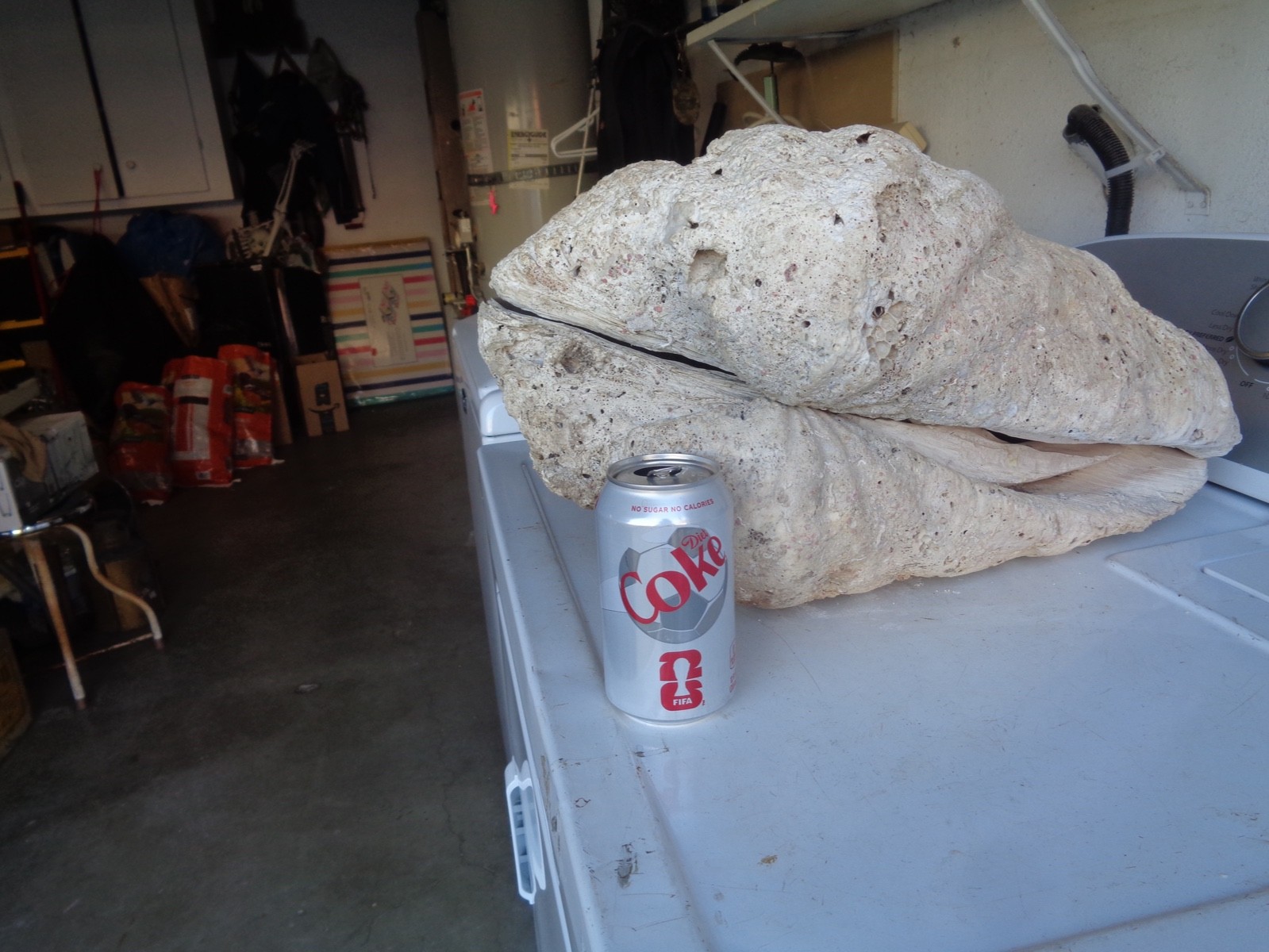 Tridacna Gigas Clam Shell Set Beautiful Matching Pair Giant Old Nautical Shells